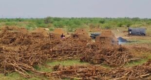 टोडारायसिंह क्षेत्र में अवैध कोयले की भट्टियां बेखौफ संचालित, पर्यावरण और चारागाह भूमि पर संकट ?